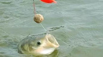 海港钓鱼饵料怎么样？揭秘深海大鱼的秘密武器！