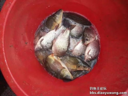 鱼王钓鱼饵料怎么样，全面评测与用户反馈