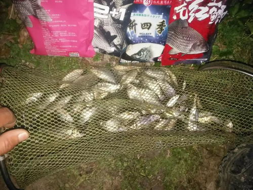 谷河夜钓饵料怎么选？这份实用指南让你的夜钓更上一层楼
