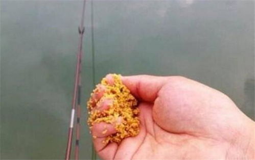 菜粕做钓鱼饵料怎么做？这份详细教程让你轻松上鱼