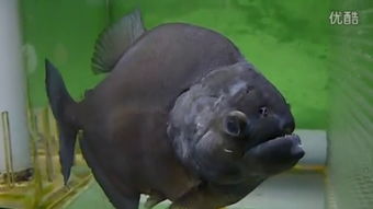 Mastering the Art of Black Fish Fishing:Expert Tips and Techniques in a Video Guide