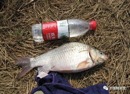 11月钓鱼饵料怎么搭配？这5种配方让你轻松应对寒冬