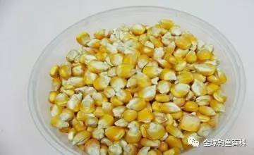 嫩玉米做钓鱼饵料怎么做？一份简单易学的制作指南