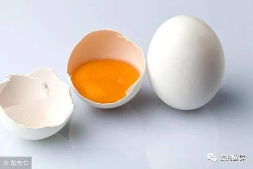 钓鱼饵料加鸡蛋清的黄金比例与时机把握