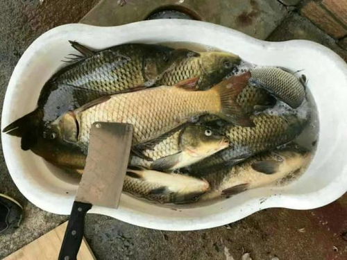 钓鱼饵料变软了怎么办？这些应急处理技巧让你鱼获满满！