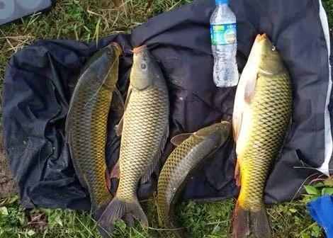 钓鱼饵料烧手怎么回事啊？全面解析与解决方法