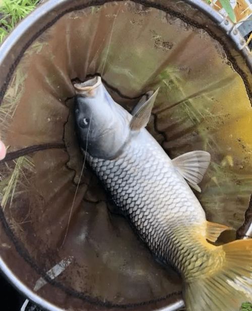 老滑鱼的诱惑，自制钓鱼饵料全攻略