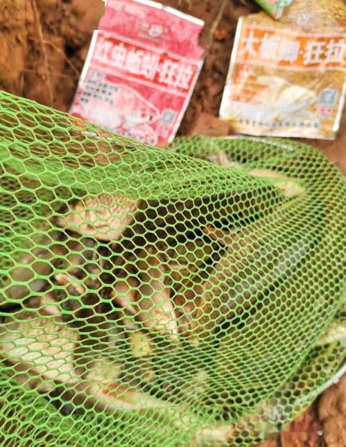 浮萍塘钓鱼饵料制作秘籍，视频教程与实战技巧