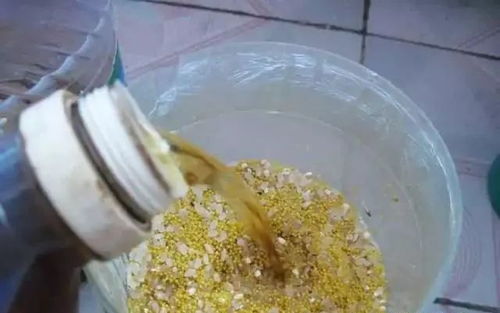 秘制酒米窝料配方，钓鱼高手必学的窝料制作秘籍