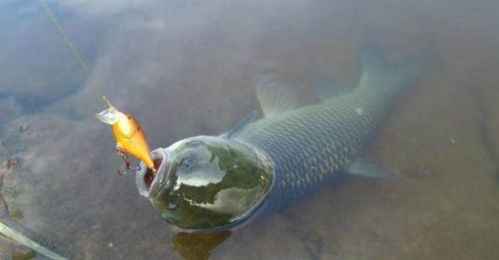 抛竿钓鱼饵料怎么装的好？这些技巧让你事半功倍！
