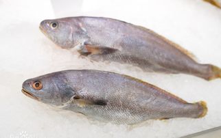 虾子镇钓鱼饵料怎么样？揭秘这款饵料的诱鱼效果与口碑