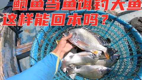 王八怎么用线勾钓鱼饵料，揭秘古老钓鱼秘籍