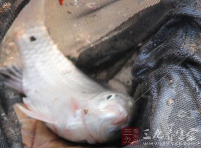 钓鱼饵料落水上钩怎么办？