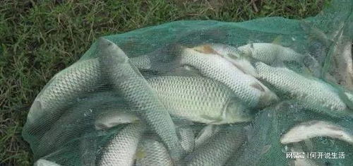 沉水钓鱼饵料打窝怎么打？这些技巧让你轻松上鱼！