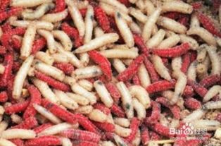 冬季钓鱼饵料怎么弄的好？红虫饵料的完美配方与使用技巧