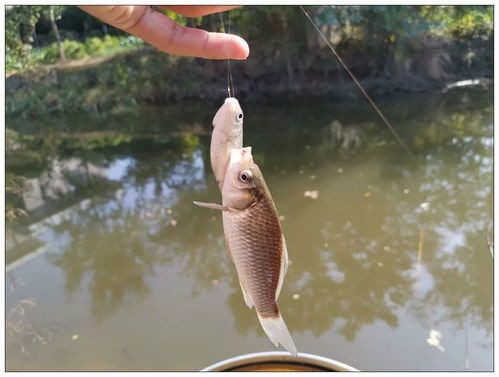 鱼饵管理难题，如何解决钓鱼饵料难管理的问题？
