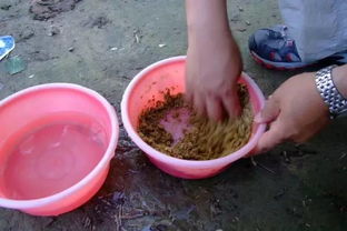 欧洲人钓鱼饵料怎么配好，专业配方与技巧解析