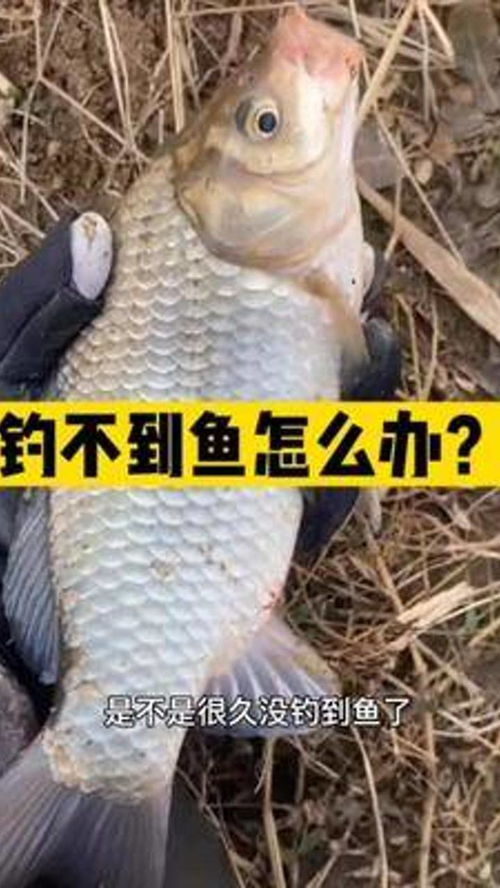 钓鱼饵料钩不起来怎么办？