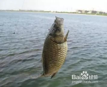 如何用虾作为钓鱼饵料，提升钓鱼成功率的实用指南
