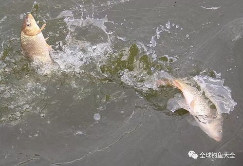 钓鱼饵料太沉怎么办？5个实用技巧帮你解决
