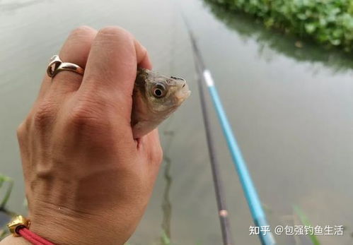 坑人的钓鱼饵料怎么做的？揭秘那些让鱼儿不敢靠近的钓鱼秘籍