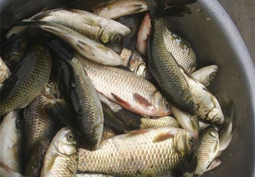 黑坑诱鱼，钓鱼饵料怎么配？这5个技巧让你鱼获翻倍！