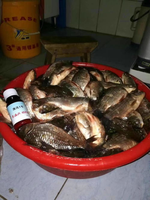鱼饵挂不住鱼怎么办？这些技巧让你轻松解决！