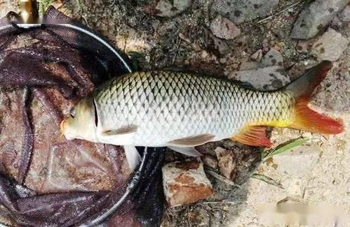 六月钓鱼饵料怎么用？掌握这几点，鱼获翻倍！