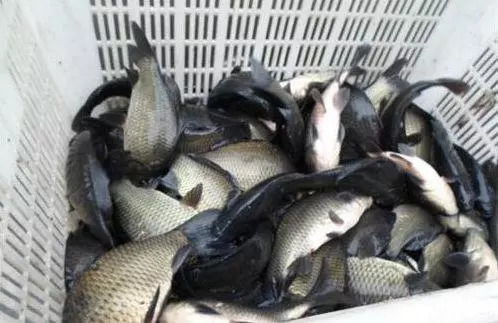 钓鱼饵料香豆怎么做的？手把手教你制作诱鱼神器