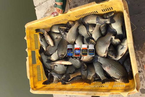 大师黑坑钓鱼饵料怎么样？实战测评告诉你答案！