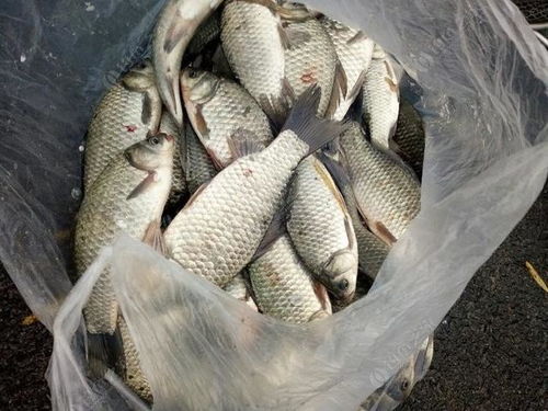 平塘河钓鱼饵料怎么样？本地老钓友揭秘最佳搭配！