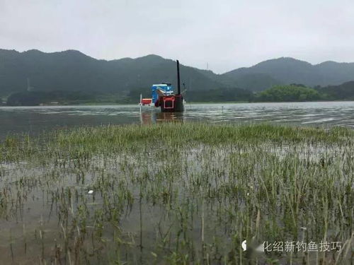 綦河钓鱼饵料怎么样？这份详细指南让你钓获翻倍！