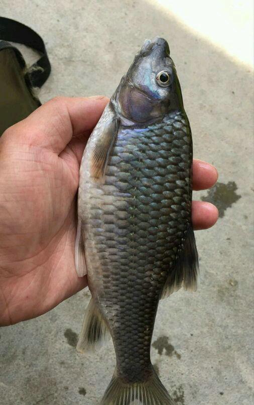 钓翘嘴怎么用河虾钓鱼饵料？这份秘籍让你轻松上鱼！
