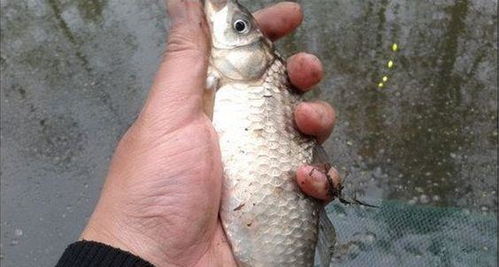 钓鱼饵料石棉怎么做好用？传统钓法的秘诀大揭秘！