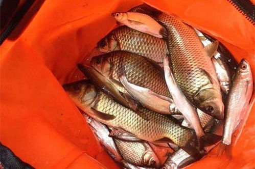 初秋钓鱼饵料钓大鱼怎么样？秋季钓鱼饵料选择与实战技巧全解析
