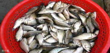 永兴河钓鱼饵料评测，效果、选择与技巧