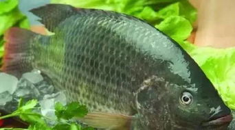 半浮水矶钓饵料全攻略，如何选对饵料提高上钩率？