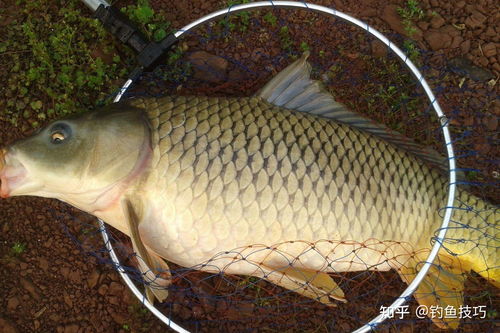 Mastering the Art of鲤鱼垂钓:Essential Techniques for Your Fishing Pond