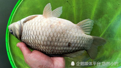 钓大鲤？高蛋白饵料是王道！鲤鱼最爱的秘密武器全解析