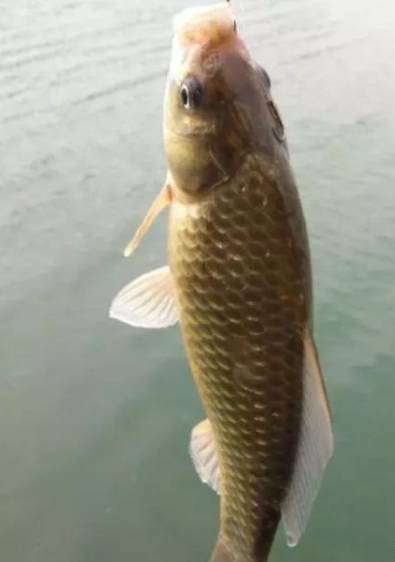 鱼王钓鱼饵料的使用指南，如何让鱼儿上钩