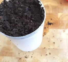 谷芽子到底好用吗？手把手教你正确使用！