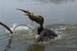 Mastering the Art of Fish Protection:Essential Tips for Avoiding Hooking and Getting Hooked