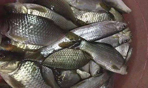 钓鱼饵料不拉丝了怎么办？这些解决方法让你的鱼获翻倍！