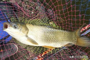 磷虾粉浓腥钓鱼饵料秘方，海钓高手必学的实战配方