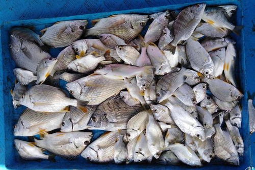 桑蚕钓鱼饵料,好用吗?怎么样? 桑蚕钓鱼饵料,好用吗?怎么样?