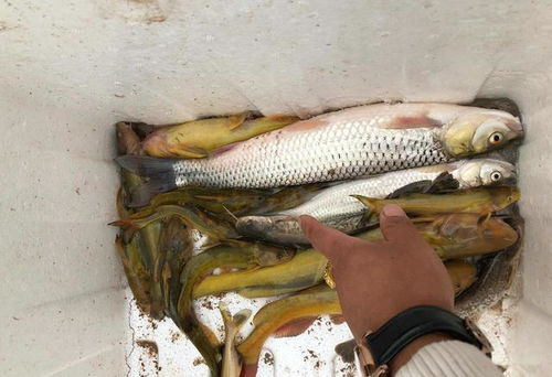 野钓秘籍,从虾虎鱼到餐桌美味的完美转换