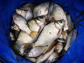 秘制小黄鱼饵料配方与制作方法,钓鱼高手必学!