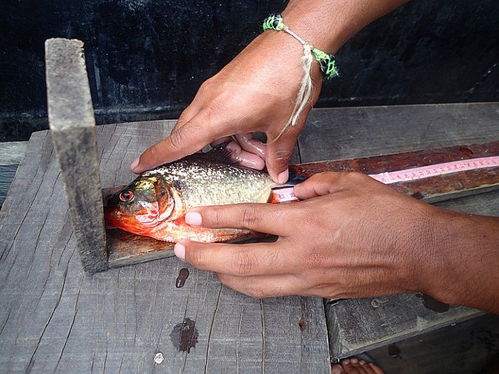 钓鱼饵料疯狂上鱼的科学原因