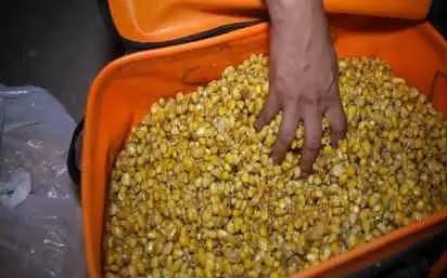 老蔡钓鱼饵料使用全攻略,视频教程让你轻松上手!