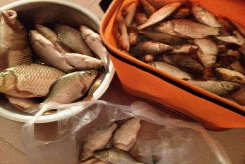 钓鱼饵料很黏怎么办?5个实用技巧让你轻松解决黏手问题!